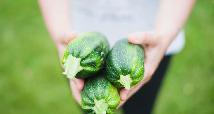 Close-up of hands holding fresh zucchinis outdoors, highlighting healthy vegetables.